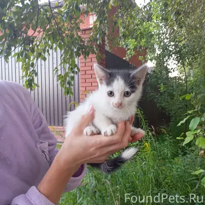 Найдены котята и мама-кошка, посёлок Отрадное
