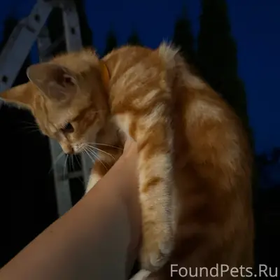 Найден рыжий котёнок, [место не указано]