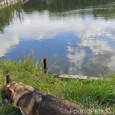 Пропала собака Груша, Маслова Пристань