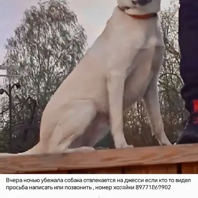 Пропала собака Джесси