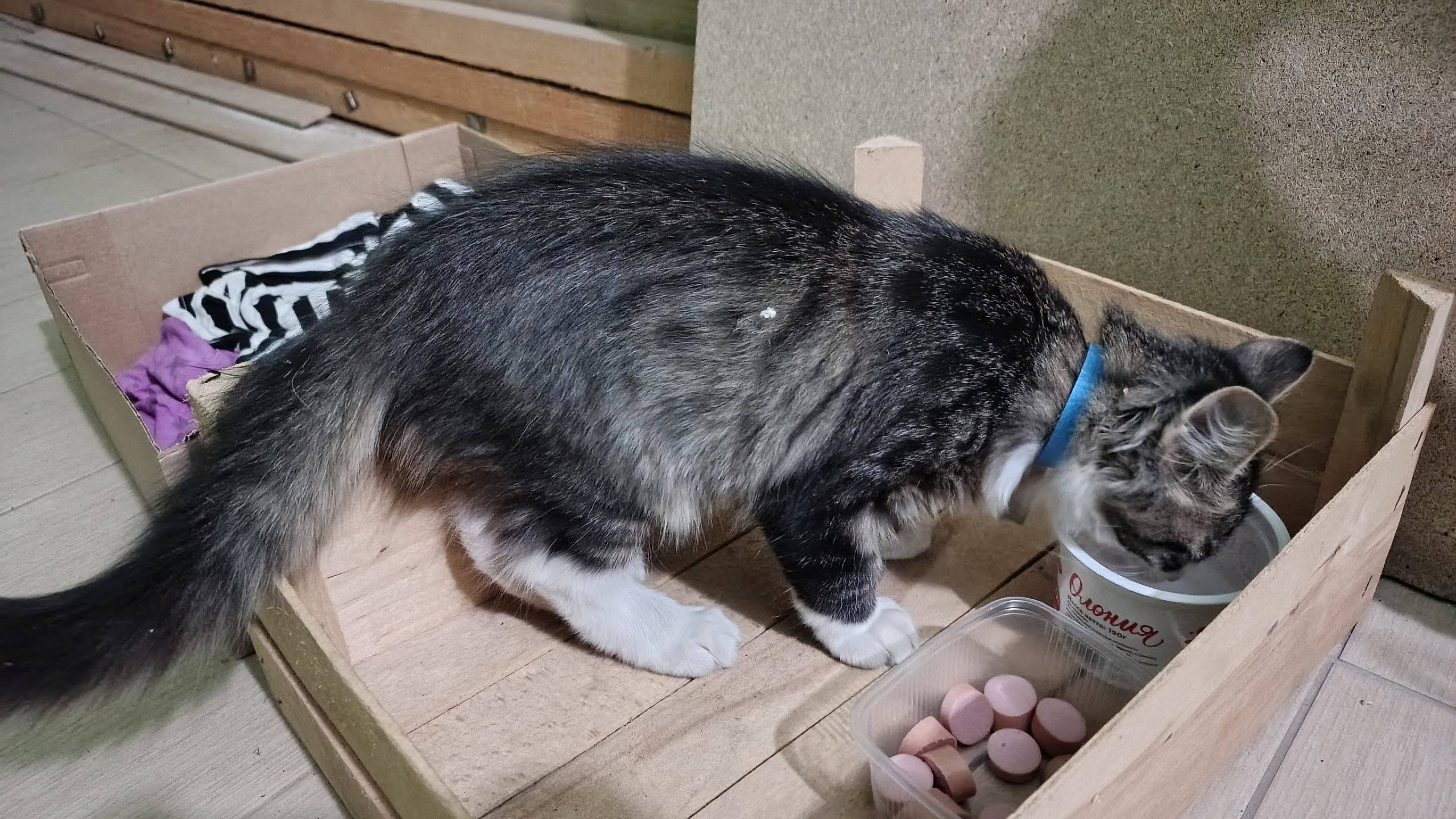 Найден котёнок, Октябрьский д.12
