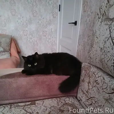 Пропала кошка Багира, около 89 дома