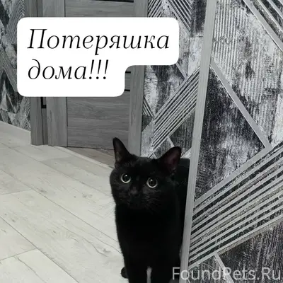 Найдена кошка