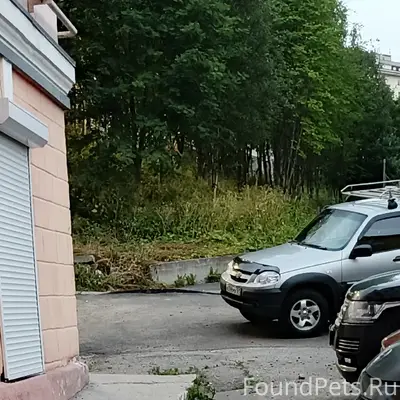 Найден пудель, Мурманск, пр. Ленина