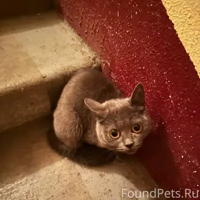 Найден котёнок (девочка), передвигается на трёх лапах, Машмет