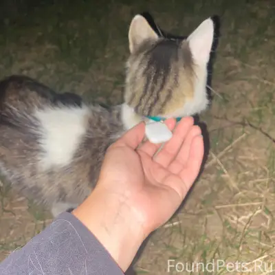 Найдена кошка, около Архангельского моста