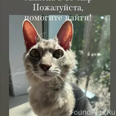 Пропал кот, 10-й микрорайон