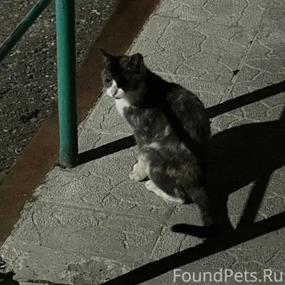 Найден кот, Дальняя 20Г