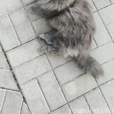 Найдена кошка, Петрозаводск, Древлянка