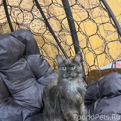 Пропала кошка, Тургенево