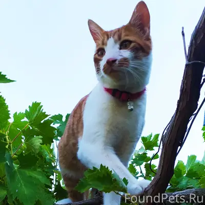 Пропал кот Кузя.