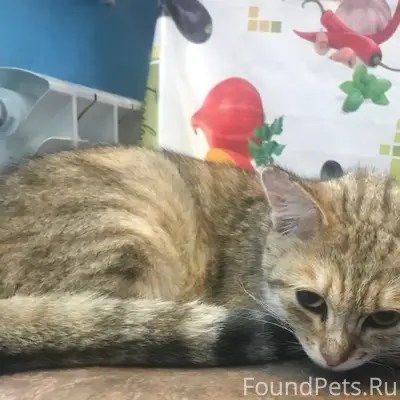 Найдена кошка, около снт звезда