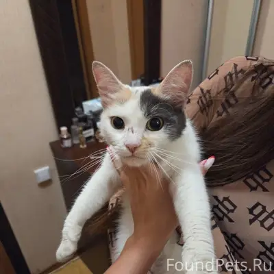 Найдена кошка, Молодежная 17