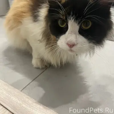 Найден кот, похож на Мей Куна, Ново-Патрушево