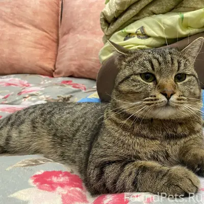 Пропал кот, Миасс 2