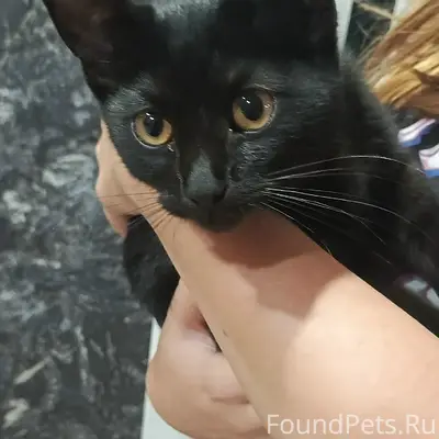 Найден котик, ищет надёжных и любящих людей