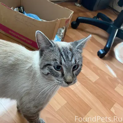 Найден кот, Зелёный Бор