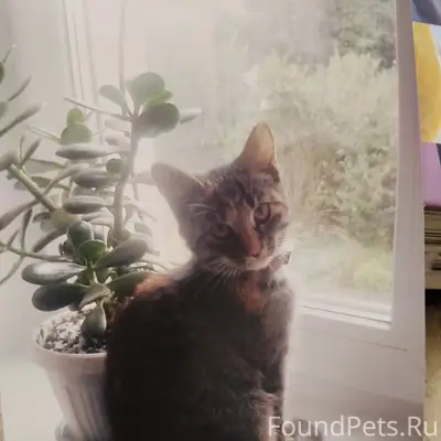 Пропала трёхцветная кошка Боня, Мелихово