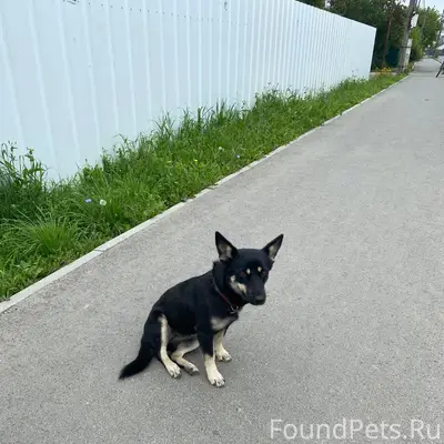 Найден пёс, улица Кирова