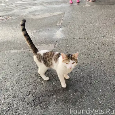 Найден кот, Октябрьский район