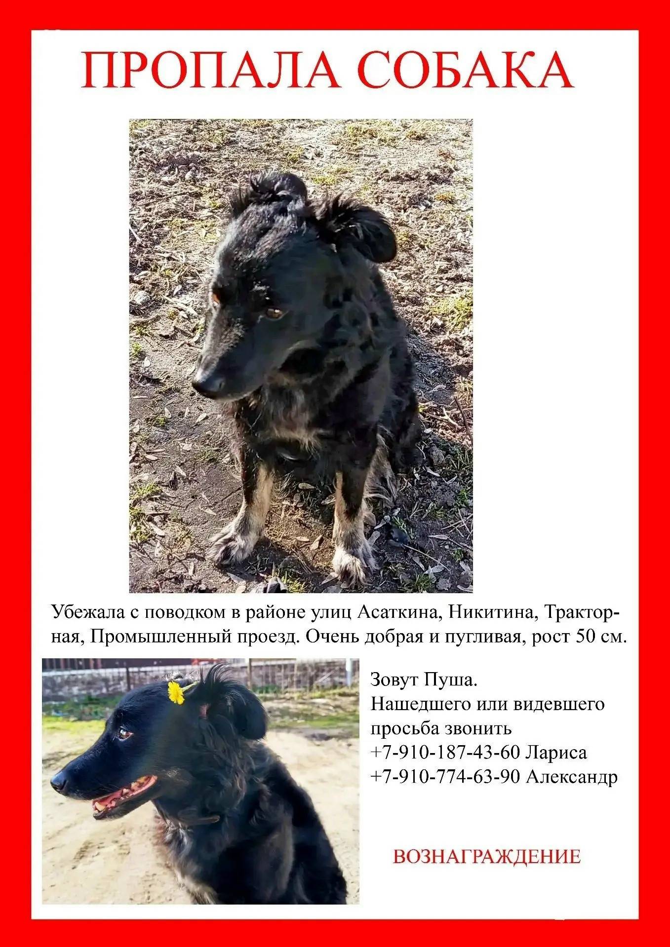 Пропала собака, район Тракторного завода