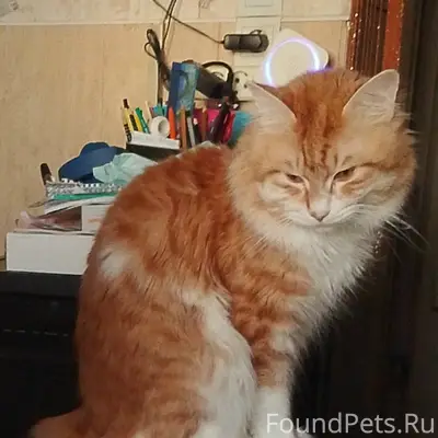 Пропал рыжий кот Симба, район Древлянка