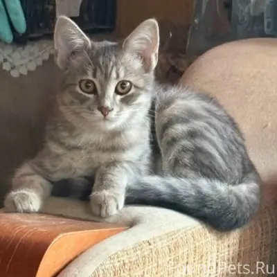 Пропал котёнок, ул. Подгорная