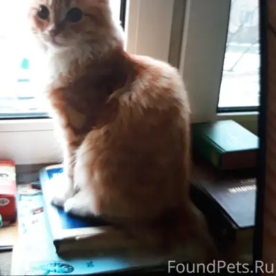 Коломна, Паново пропал рыжий котик!!!