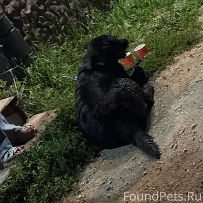 Пропала собака лабрадор, около крафт Бира