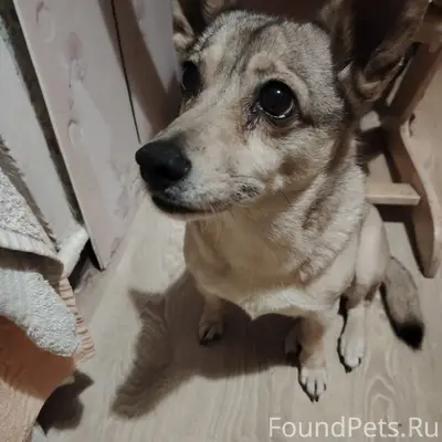 Пропала собака Нюся, район Бурсы и ул. Советская