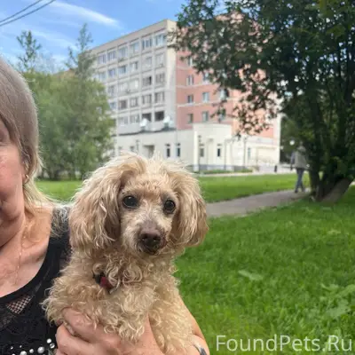 Найден той-пудель или мальтипу, улица Верхне-Печерская, Нижний Новгород