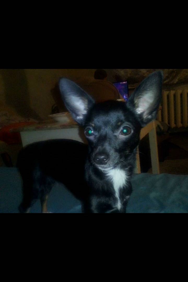 Пропала собака,
