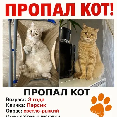 Пропал кот Персик, Ярославль, улица Урицкого