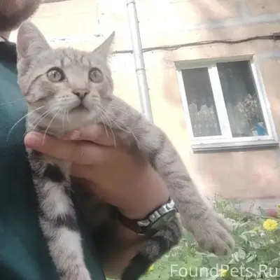 Найден котенок девочка, бенгальский окрас, Монро