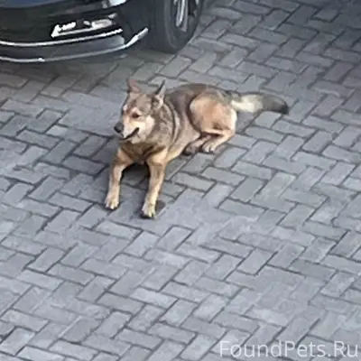 Найден пёс, район ул. Арсенальной