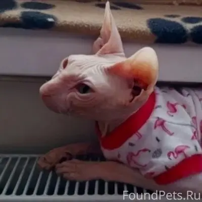 Пропала кошка,