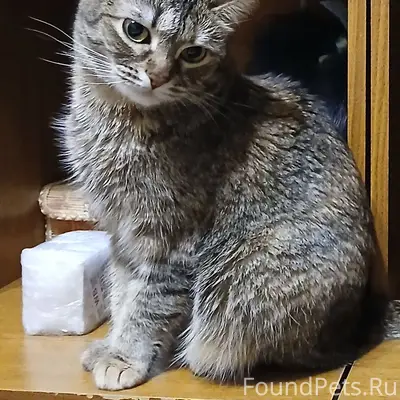 Пропала кошка Ляля, ул. Запорожская