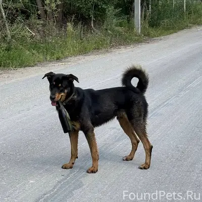 Пропал пес, мкр. Юрьевец