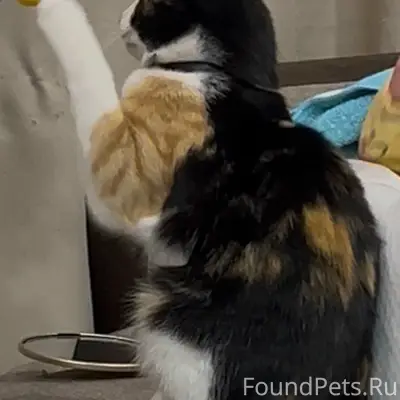 Пропала кошка, Магнитстрой