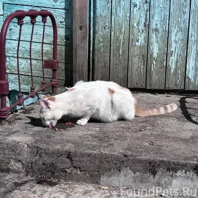 Найдена кошка, деревня Голино, Шимский район
