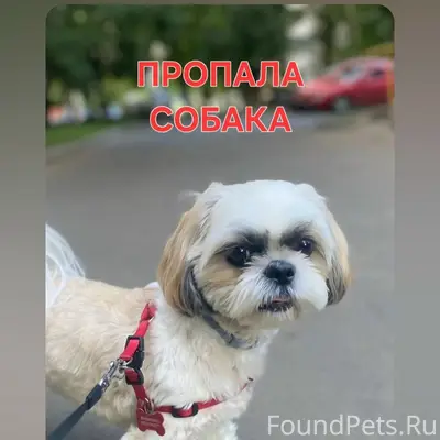 Пропала ши-тцу Василина, д. Пучково
