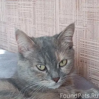 Пропала кошка Мася, район Пархоменко