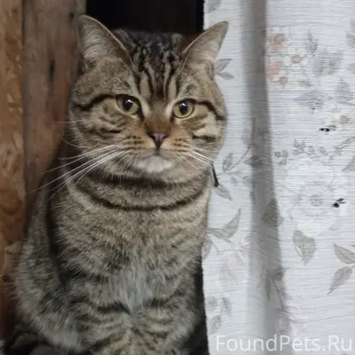 Пропал любимый кот, семьи