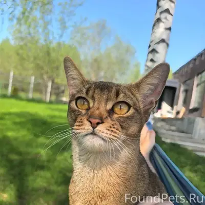 Пропала абисинская кошка, Гуково