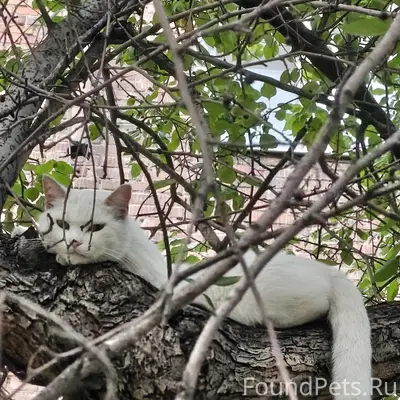 Найдена белая кошка, улица Эйдемана
