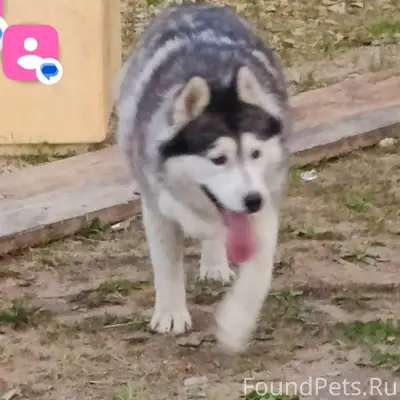 Пропала Сибирский Хаски Ракета, Первые дачи, Дырнос
