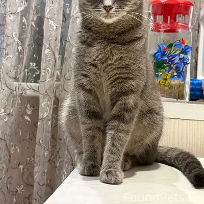 Пропала кошка Ириска, Флотская-Зеленая