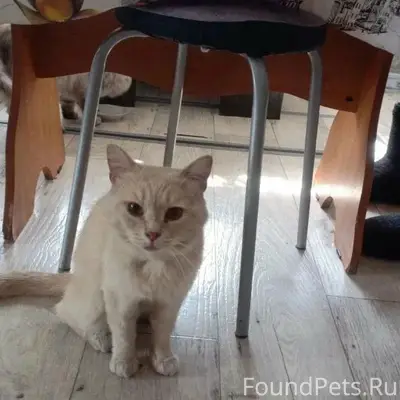 Пропал кот, улица Пугачёва