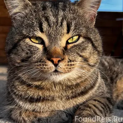 Пропал кот, район Целины