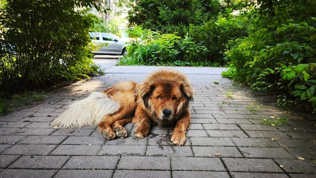 Найден тибетский мастиф мо, Кратово, Раменский р-н